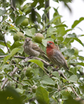 House Finches 2455